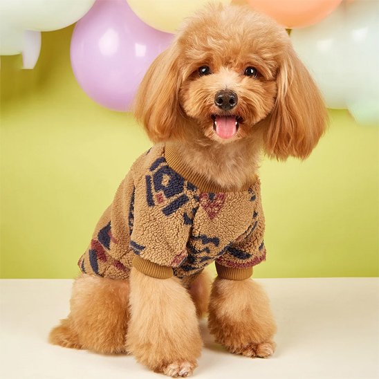 caniche beige porte Pull chien beige