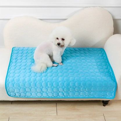 caniche blanc assis sur Tapis rafraichissant chien bleu posé sur canape blanc