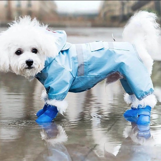 caniche blanc avec imper portant chaussure chiens bleu marche sur sentier pédestre tout trempé
