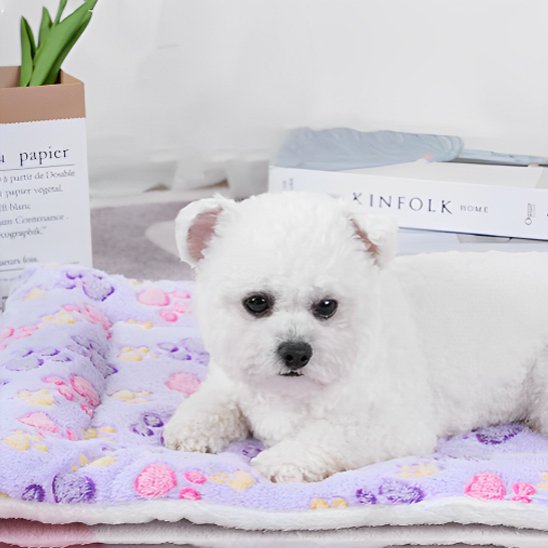 caniche blanc couche sur Tapis pour chien