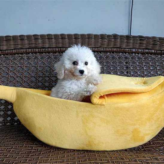 caniche blanc dans Panier chien en forme de banane sur banc de rotin