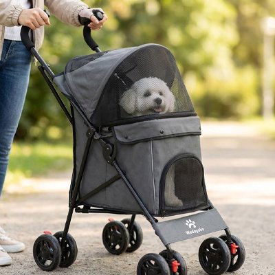 caniche blanc dans Poussette chien grise avec dame qui la pousse