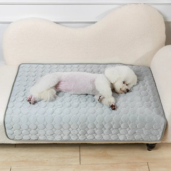 caniche blanc dort sur Tapis rafraichissant chien gris posé sur canape blanc