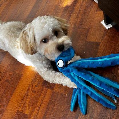 caniche blanc joue avec Peluche pour chien bleue