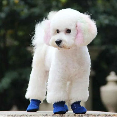 caniche blanc portant chaussure pour chien attend dans parc