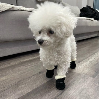 caniche blanc portant chaussure pour chien marche dans salon près de canapé