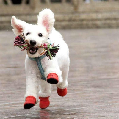 caniche blanc portant chaussure pour chien rouge gambade avec jouet dans gueule