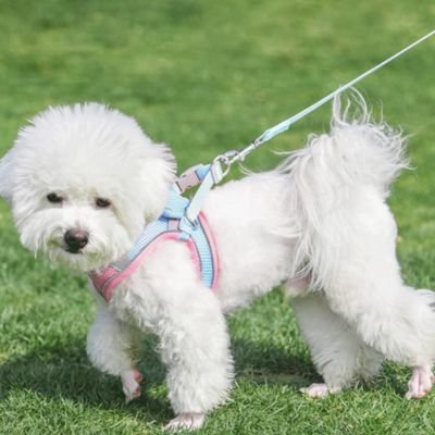 caniche blanc portant Harnais chiot beu rose marche sur pelouse