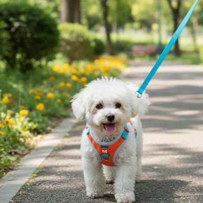 caniche blanc portant Harnais chiot bleu marche sur pave