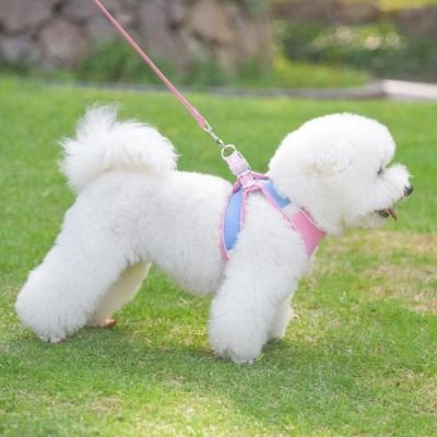 caniche blanc portant Harnais chiot de coté sur pelouse