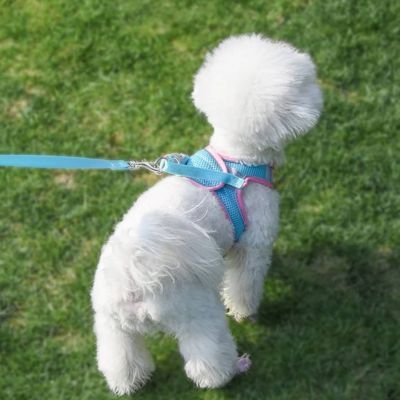 caniche blanc portant Harnais chiot marche de dos sur pelouse