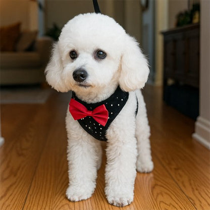 caniche blanc portant Harnais petit chien noir debout sur plancher bois