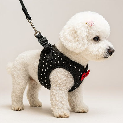 caniche blanc portant Harnais petit chien noir debout sur sol blanc de profil