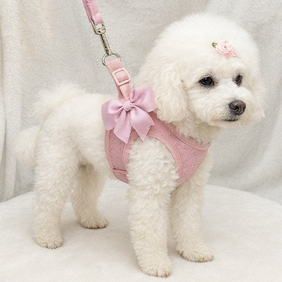 caniche blanc portant Harnais petit chien rose debout sur banc blanc