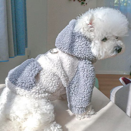 caniche blanc portant Pull chien est assis sur table blanche