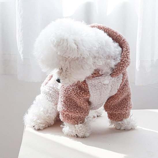 caniche blanc portant Pull chien est assis sur table blanche