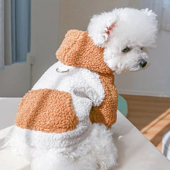 caniche blanc portant Pull chien est assis sur table blanche
