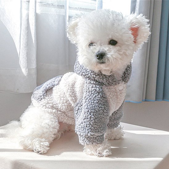 caniche blanc portant Pull chien est assis sur table blanche