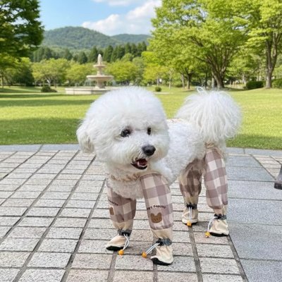 caniche blanc porte Bottes pour Chien sur plateforme dans un parc