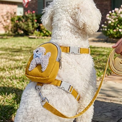 caniche blanc porte Harnais pour chiens assis au parc