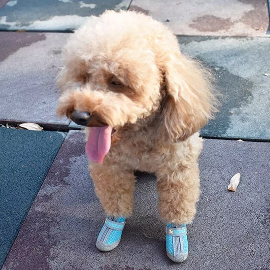 caniche blond porte chaussure chien sur sentier ciment