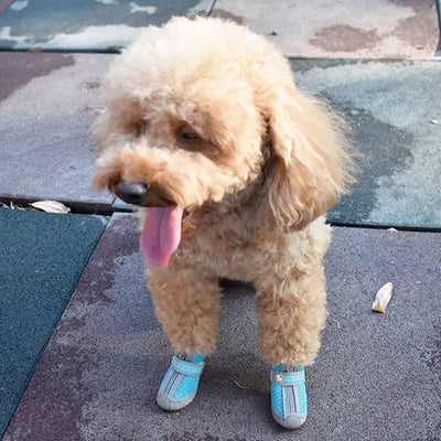 caniche blond porte chaussure chien sur sentier ciment