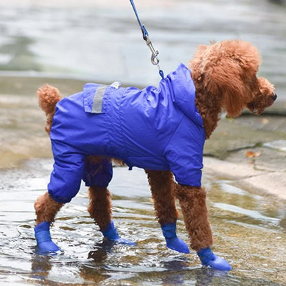 caniche brun avec imper bleu portant chaussure chiens bleu marche sur sentier pédestre mouillé