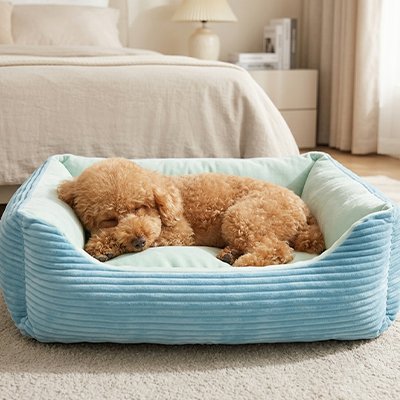 caniche brun dort dans Panier Chien au sol
