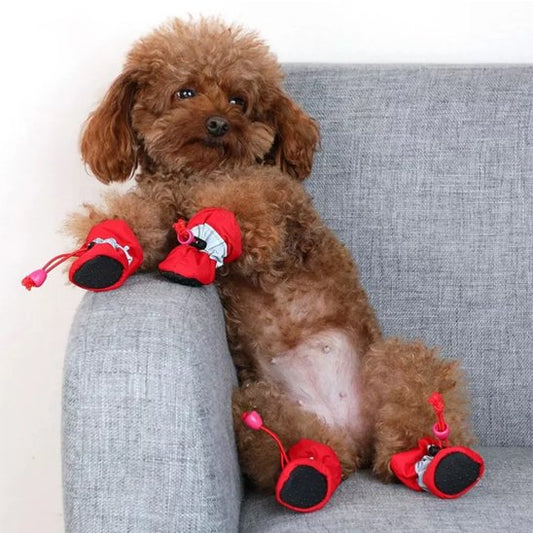 caniche brun portant Chaussures chien​ rouges est assis sur canapé gris