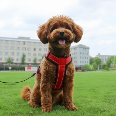 caniche brun portant Harnais pour petit Chien rouge en laisse sur pelouse