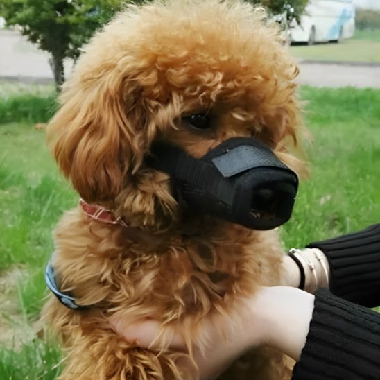 caniche brun portant Muselière dans parc avec dame