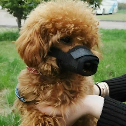 caniche brun portant Muselière dans parc avec dame