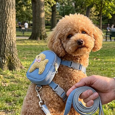 caniche brun porte Harnais pour chiens assis au parc