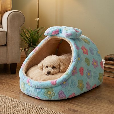 caniche dans Panier pour Chien 