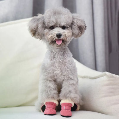 caniche gris portant chaussure pour chien est assis sur canapé blanc