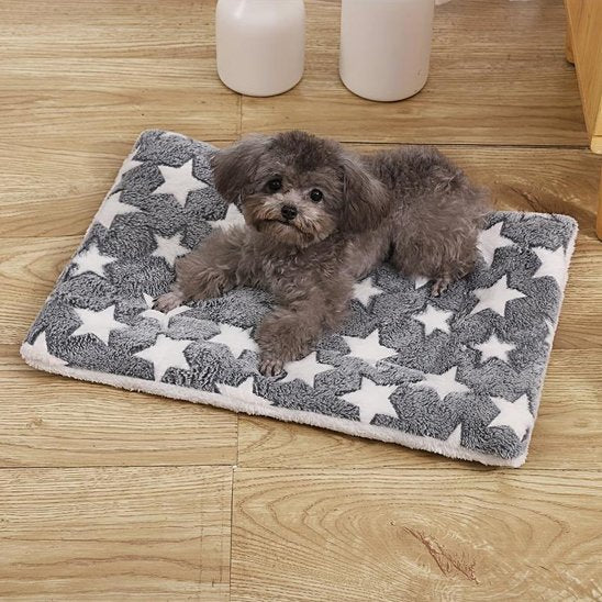 caniche gris sur Tapis chien dans sejour