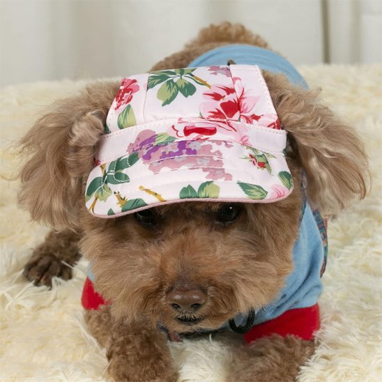 caniche porte Casquette pour chien​ floral est couché sur moquette