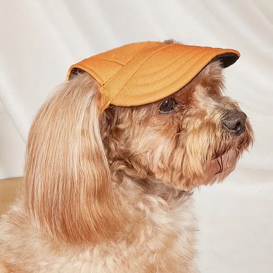 caniche porte Casquette pour chien​ orange assis