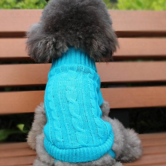 caniche porte Pull pour chien bleu assis sur banc