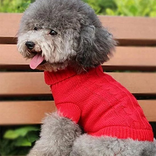 caniche porte Pull pour chien rouge assis sur banc