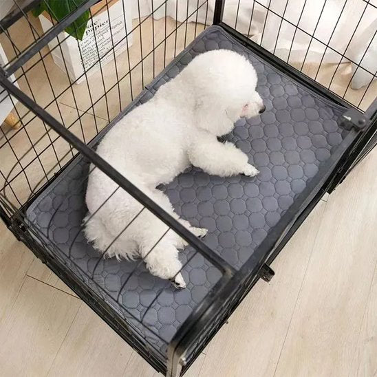 caniche sur Tapis absorbant chien​ dans cage metal
