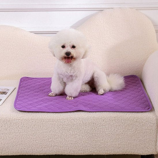 caniche sur Tapis absorbant chien​