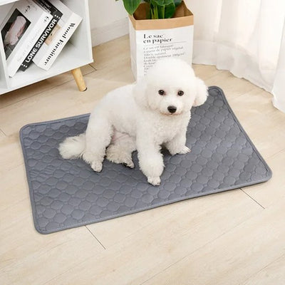 caniche sur Tapis absorbant chien​