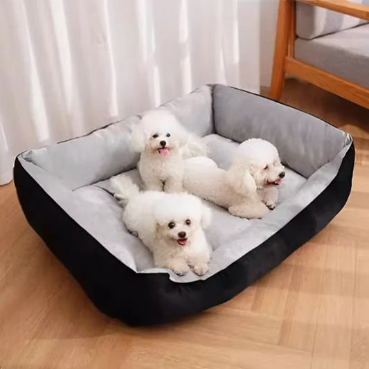 caniches blancs couches dans panier à chien