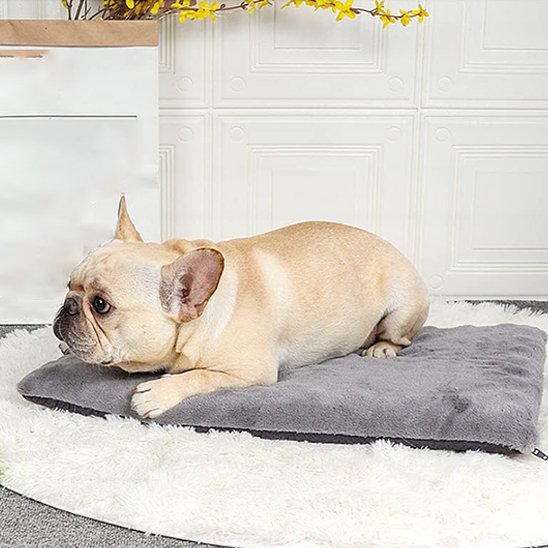 carlin couche sur Tapis pour chien gris sur moquette blanche