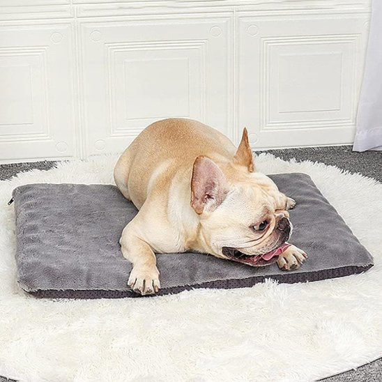 carlin couche sur Tapis pour chien gris sur moquette blanche