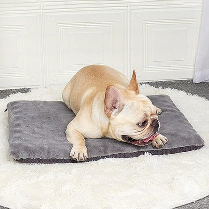 carlin couche sur Tapis pour chien gris sur moquette blanche