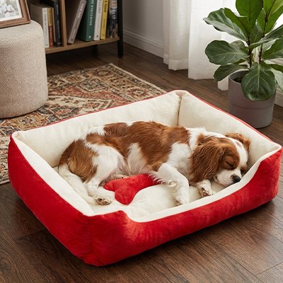 cavalier king charles dort dans Panier Chien au sol
