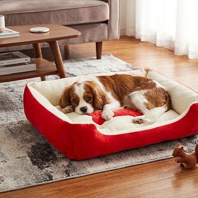 cavalier king charles est couché dans Panier Chien au sol