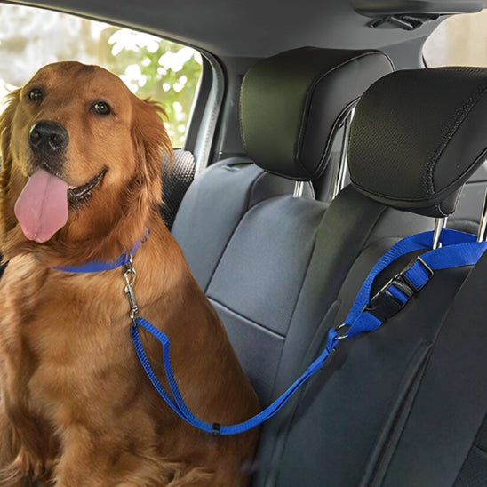 golden retriever assis sur banquette porte ceinture chien voiture